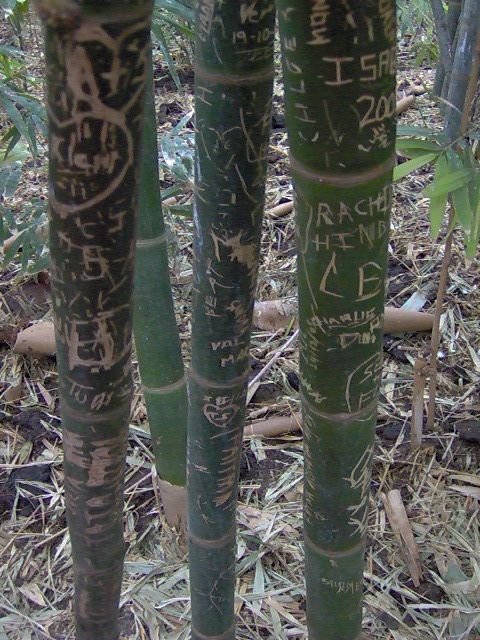 Paints in Morocco — Essaouira and Marrakech, 2006: photograph 3 (From the artist's archive)