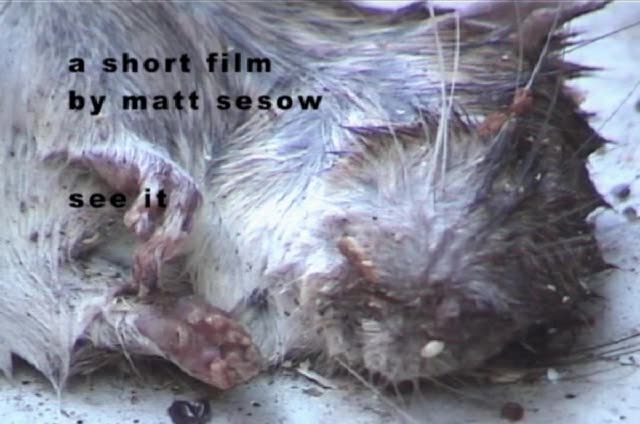 Still from MicroCineFest promo by Matt Sesow