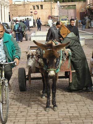 MOROCCO, 2006: image 69 from the original sesow.com press page